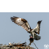 گونه عقاب ماهیگیر Osprey